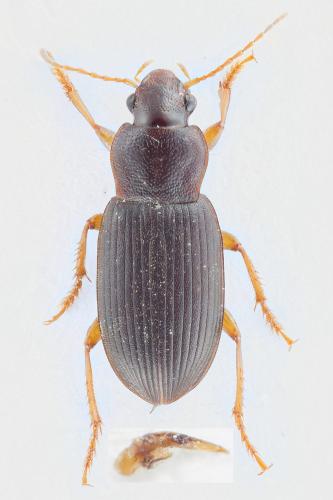 Ophonus puncticeps