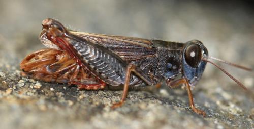 Calliptamus sp.