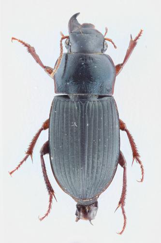 Réf. 113 418 : Harpalus rubripes