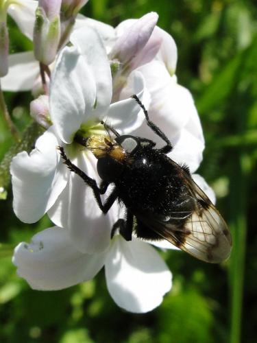 Volucella bombylans