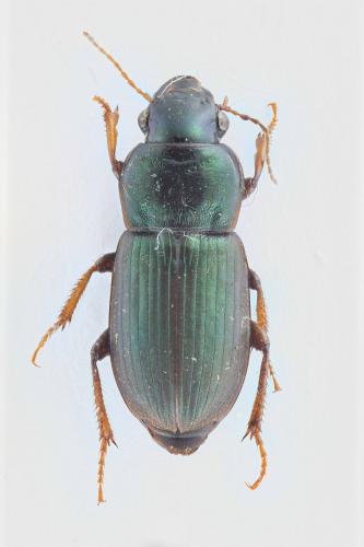Réf. 113 381 : Harpalus affinis