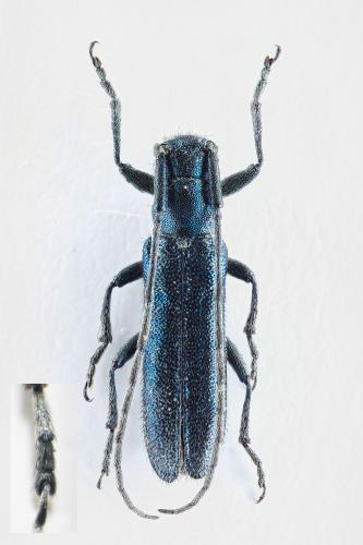Réf. 113 247 : Agapanthia intermedia