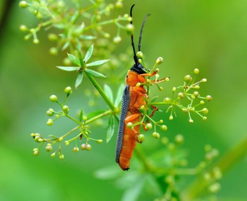 Réf. 113 081 : Oberea oculata