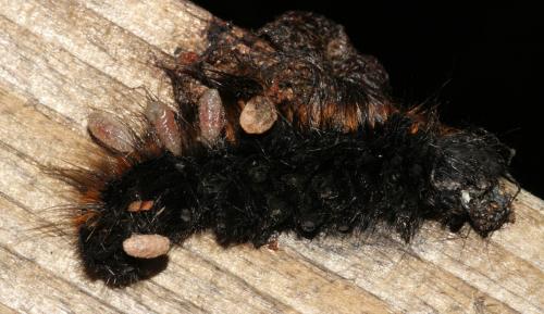 Réf. 113 709 : Cotesia sp.