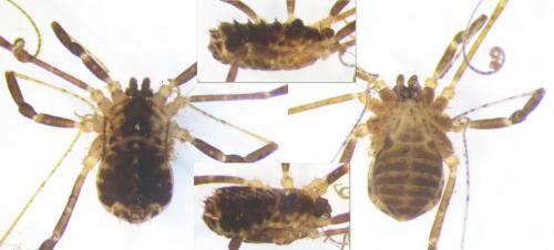 Astrobunus laevipes