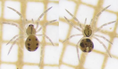 Enoplognatha sp.