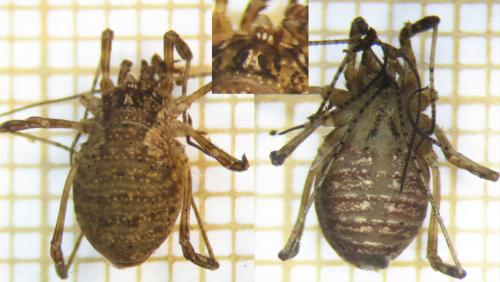 Oligolophus tridens