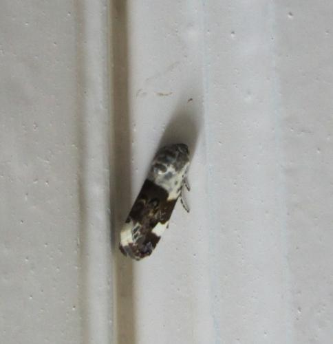 Acontia lucida