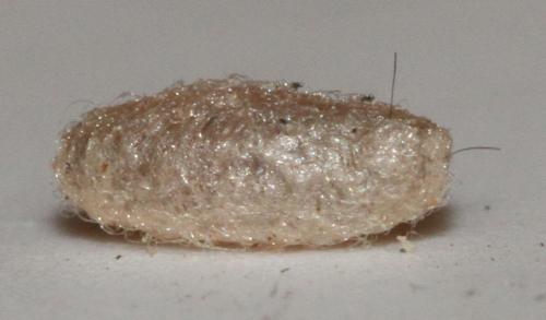 Réf. 113 711 : Cotesia sp.