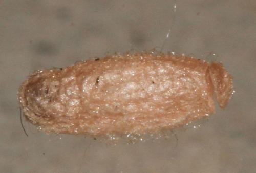Réf. 113 712 : Cotesia sp.