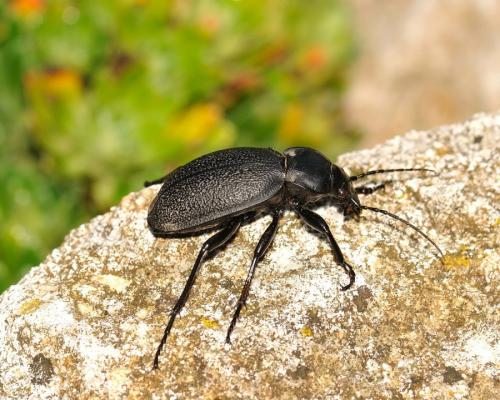 Carabus coriaceus