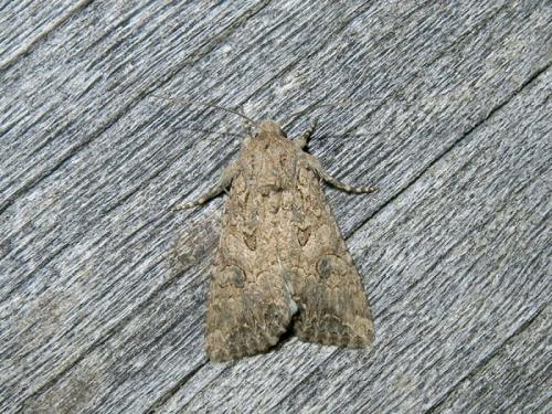 Réf. 113 109 : Anarta trifolii