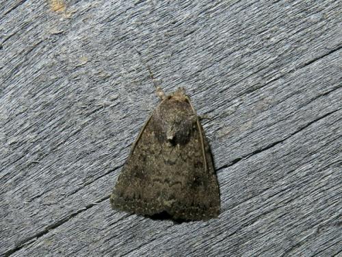 Caradrina germainii