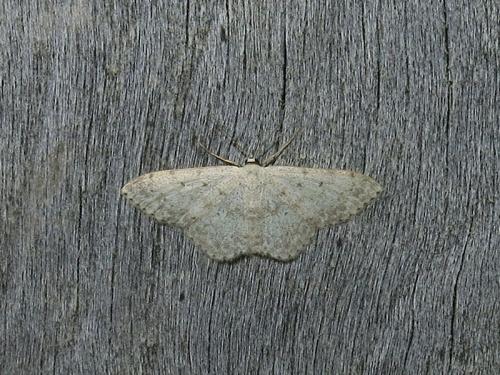 Réf. 113 016 : Scopula marginepunctata