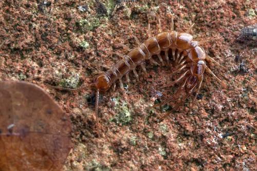 Lithobius sp.