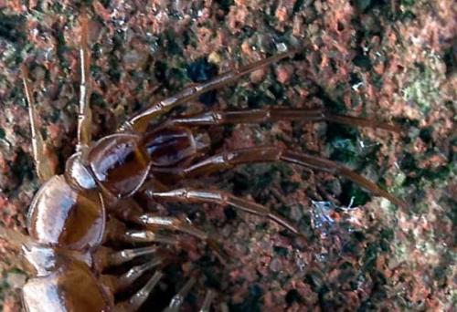 Lithobius sp.