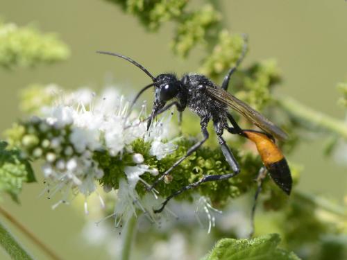 Podalonia hirsuta