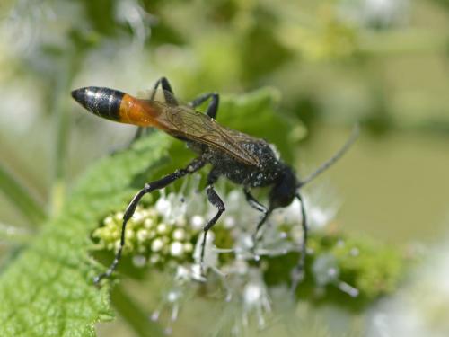 Podalonia hirsuta