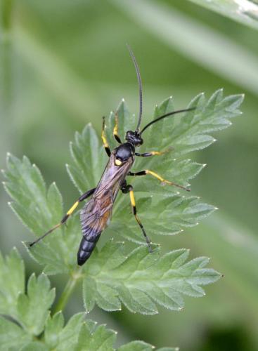 Réf. 113 410 : Ichneumon sp.