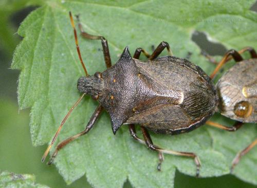 Réf. 113 304 : Picromerus bidens