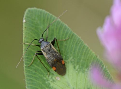 Réf. 113 166 : Adelphocoris seticornis