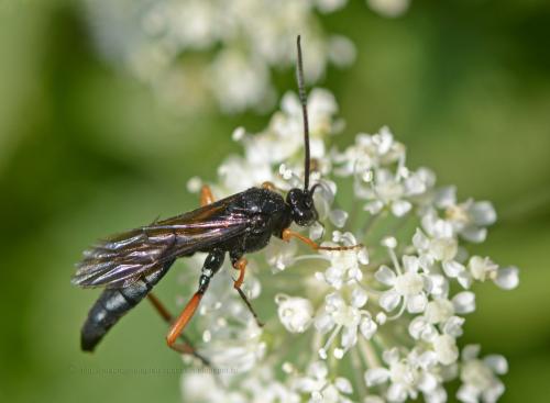 Pseudoamblyteles homocerus
