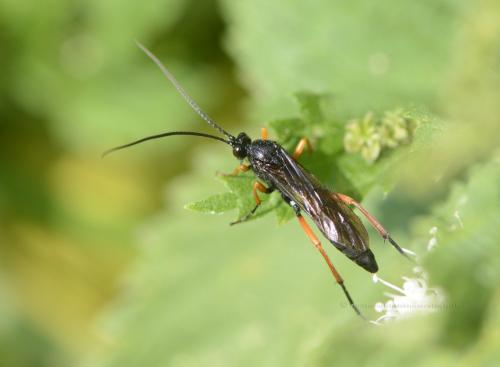 Pseudoamblyteles homocerus