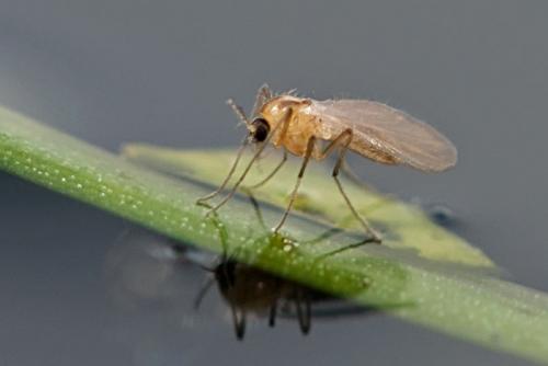 Corynoneura sp.