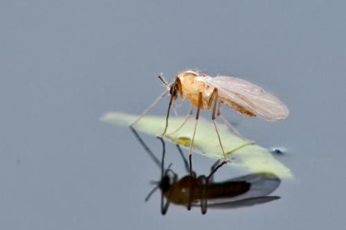 Corynoneura sp.