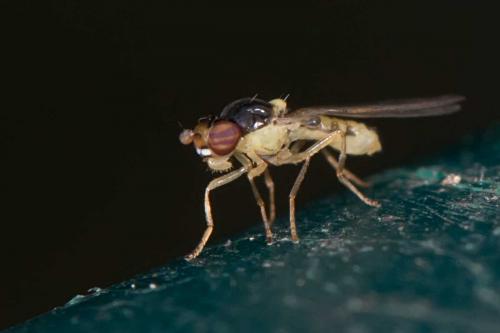Asteia amoena