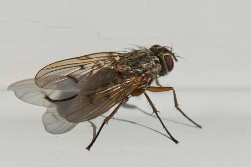 Phaonia tuguriorum