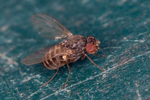 Drosophila hydei