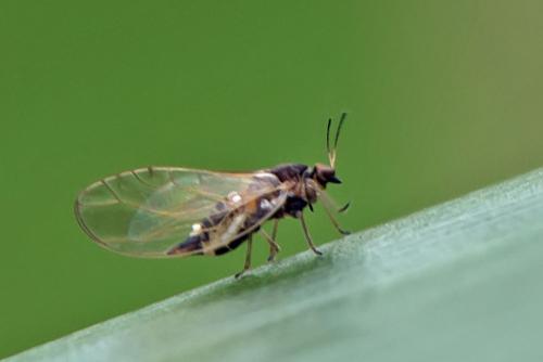 Trioza urticae