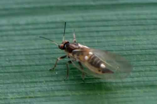 Trioza urticae