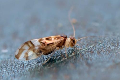 Graphopsocus cruciatus