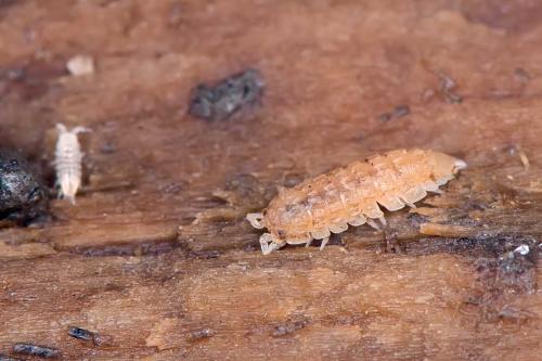 Réf. 113 632 : Haplophthalmus danicus