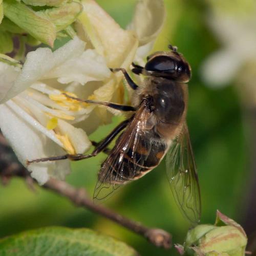 Eristalis tenax