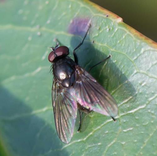 Hebecnema sp.