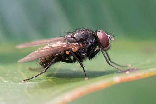 Hebecnema sp.
