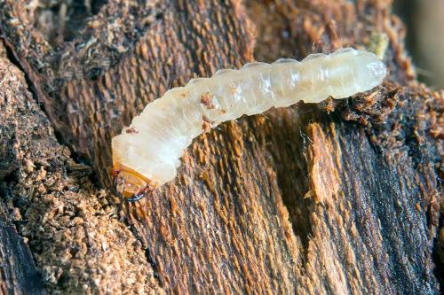 Réf. 113 978 : Saperda punctata