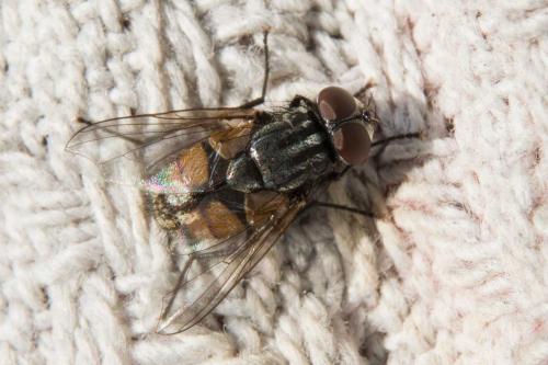 Réf. 113 980 : Musca autumnalis