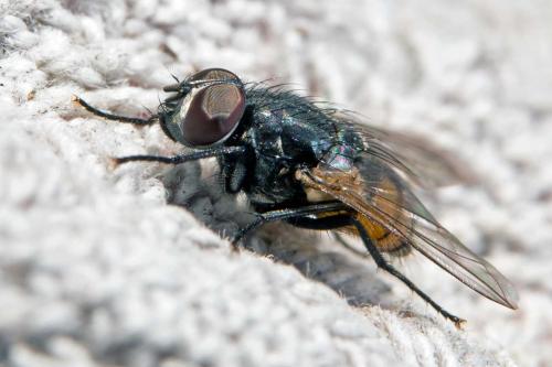 Musca autumnalis