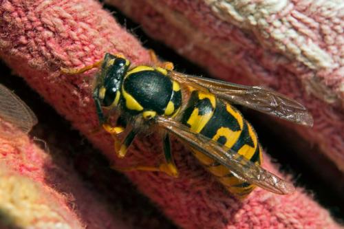 Vespula germanica