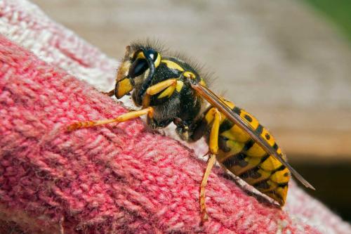 Vespula germanica