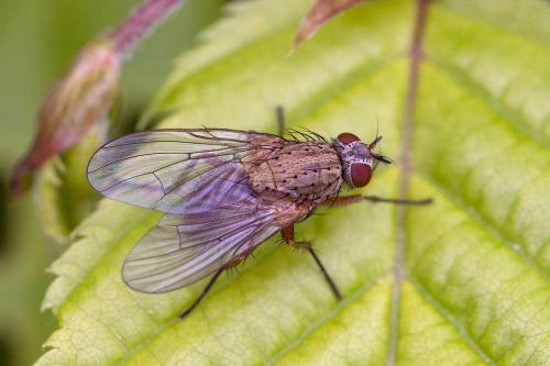 Helina sp.