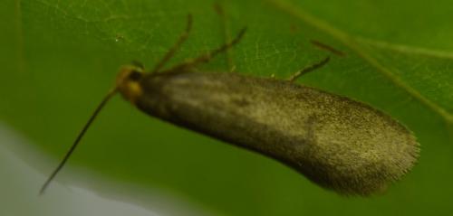 Réf. 113 786 : Pseudatemelia sp.