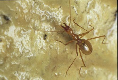 Aphaenops tiresias