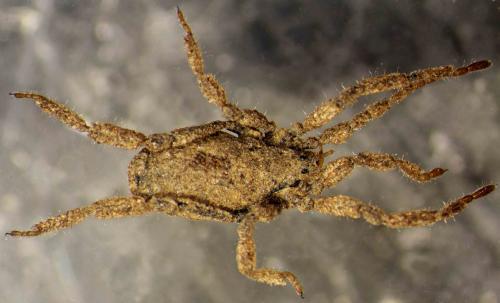 Anelasmocephalus cambridgei