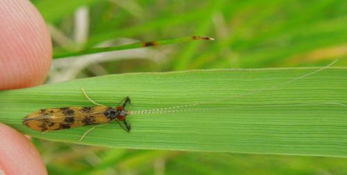 Réf. 113 791 : Mystacides longicornis