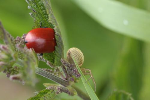 Chrysomela populi